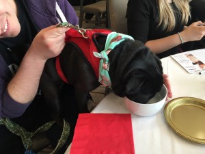 bodo the pug having a drink at woofstock high tea