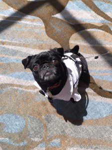 bodo the pug looking sharp at woofstock high tea - Edited