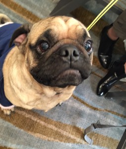 cute pugs at woofstock high tea