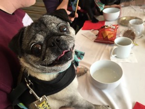 diva with a smile at woofstock high tea