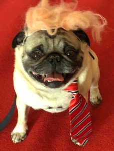 fishstick was one of our favorite dog doppelgangers at woofstock high tea