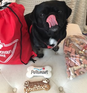 kilo the pug with a tongue out for his treats from woofstock high tea