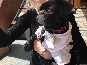 one of the cute pugs at woofstock high tea