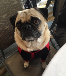 tyson the pug at woofstock high tea